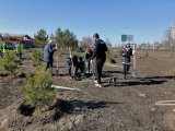За два месяца в Набережных Челнах высажено пять тысяч деревьев и кустарников