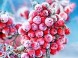 Погода в Набережных Челнах на 11 января