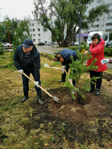Шишкинский бульвар пополнился соснами и елями