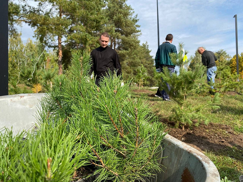 В парке Гренада посадили хвойные деревья